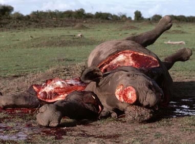 rhino-poaching-7