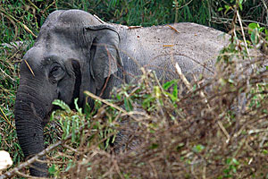 goodrich asian elephant 11